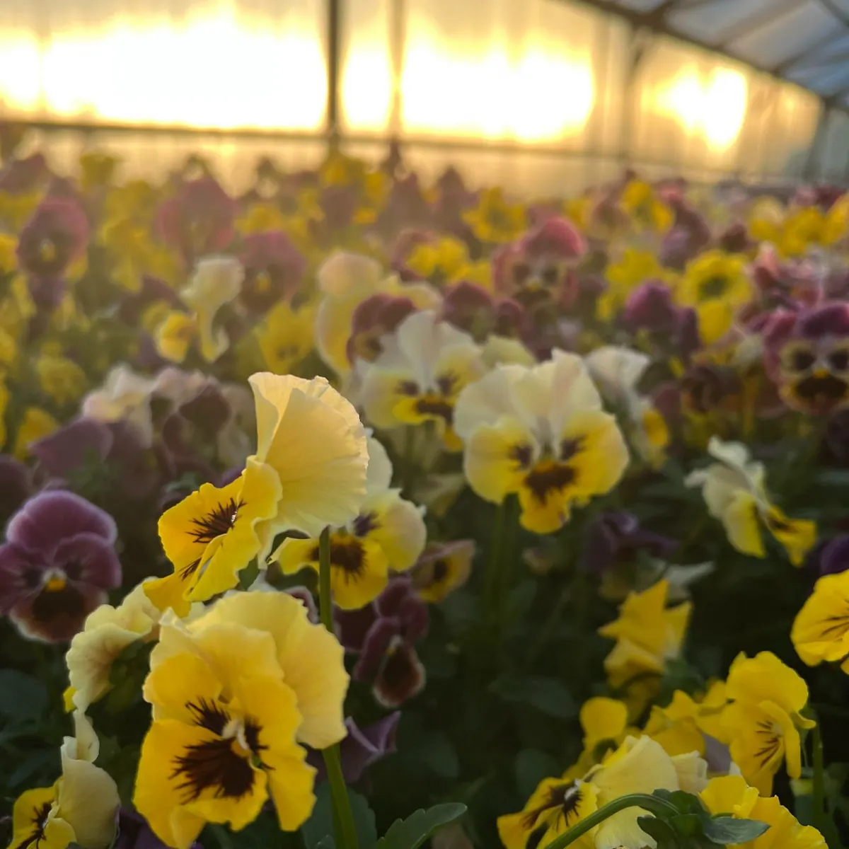 Sommarblommor