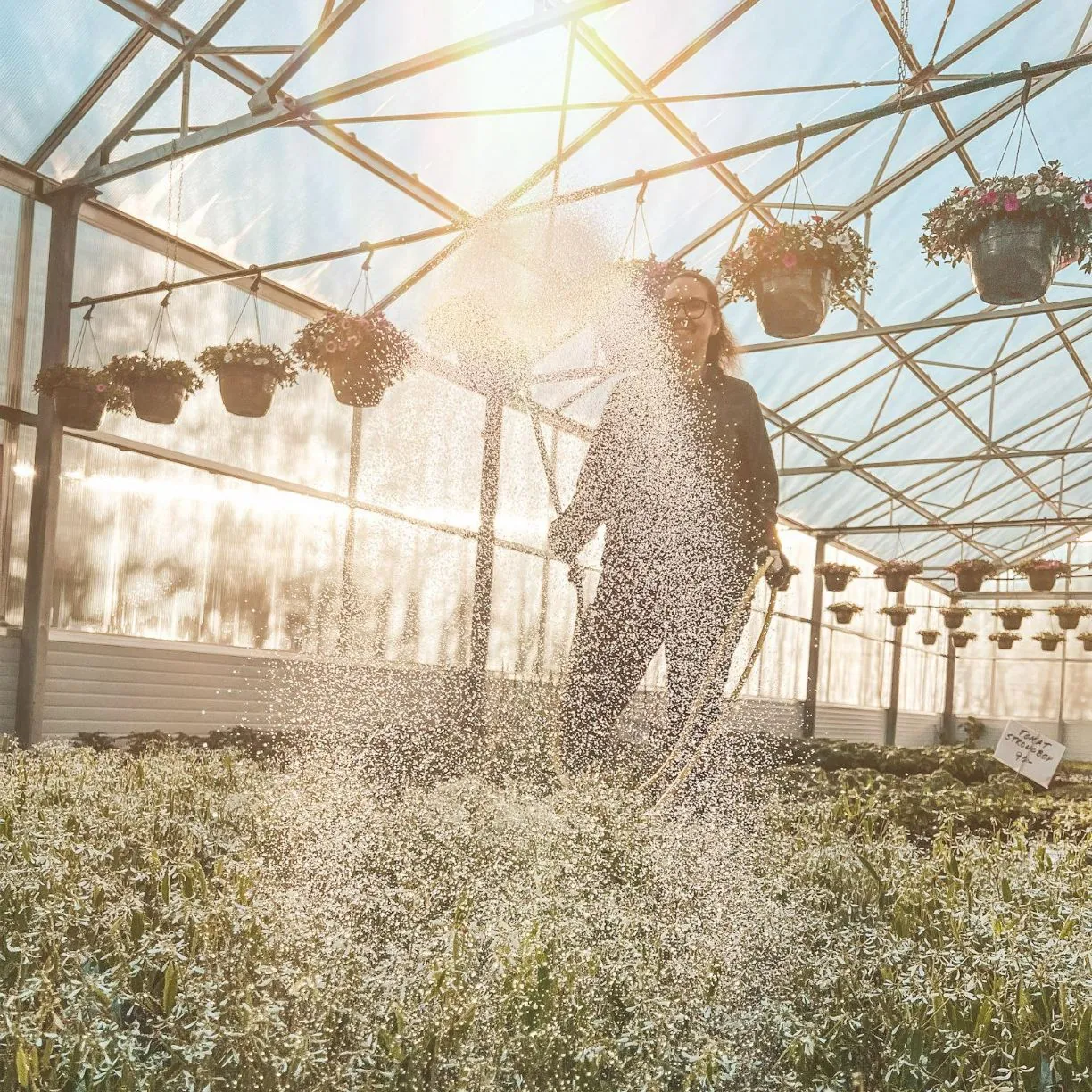 Sommarblommor