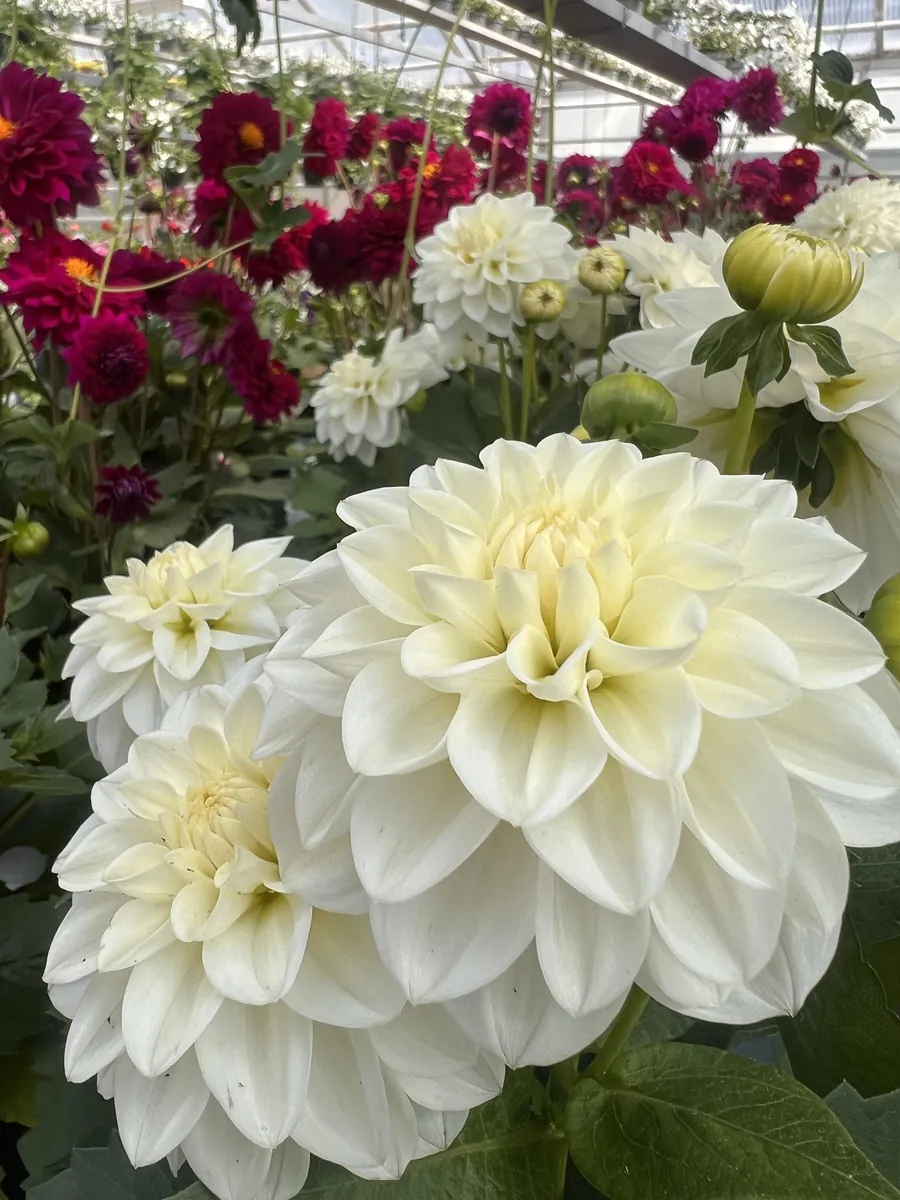 Vit dahlia i full blom