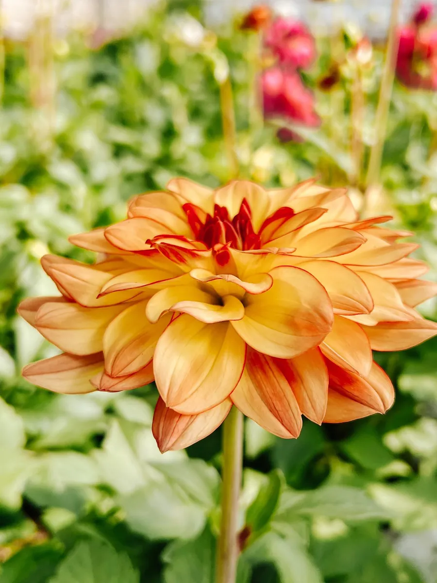 Orange dahlia i närbild