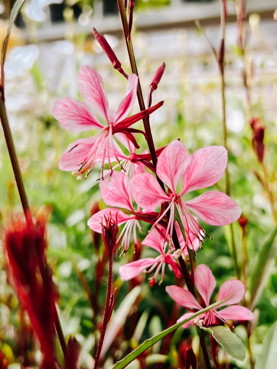 Rosa gaura som vajar i växthuset