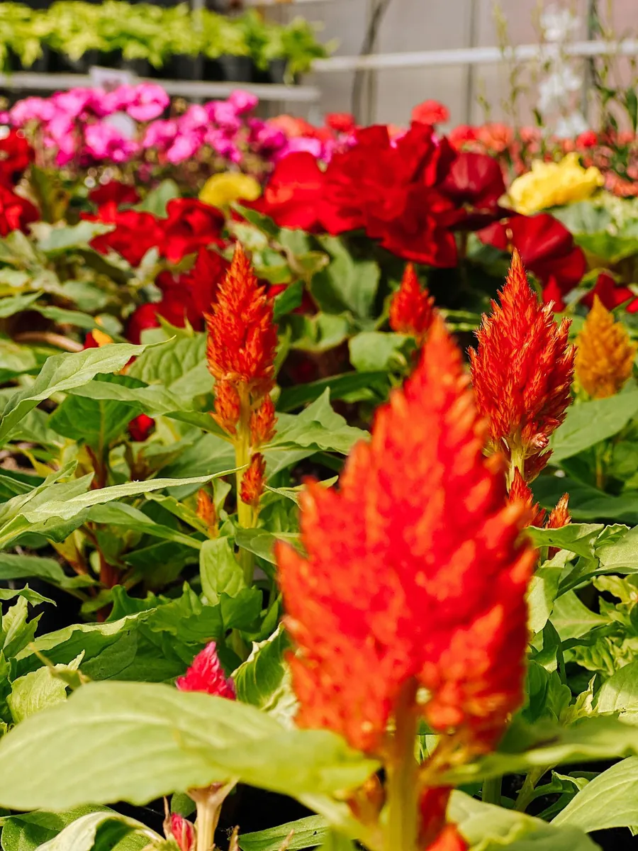 Röd celosia i kruka